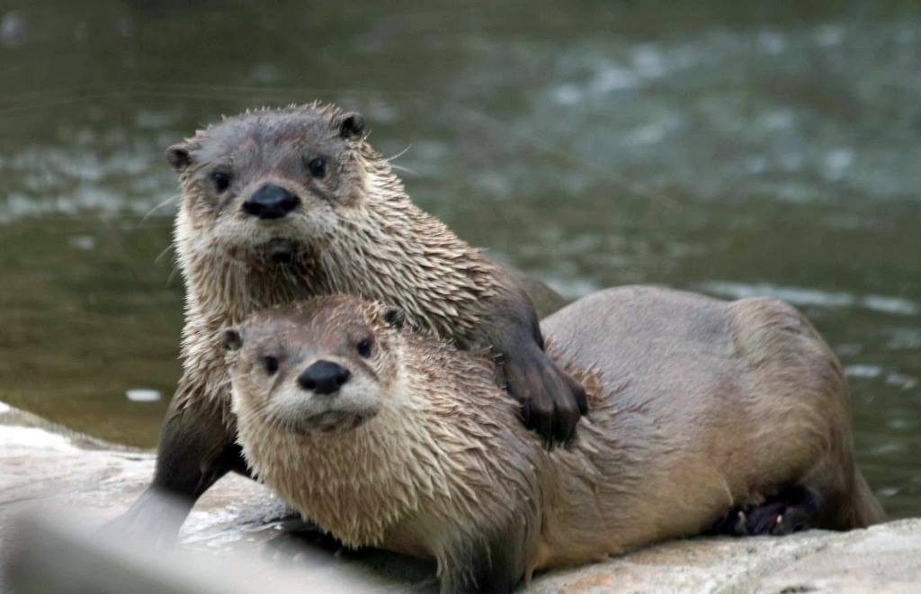 ZooMontana Otters