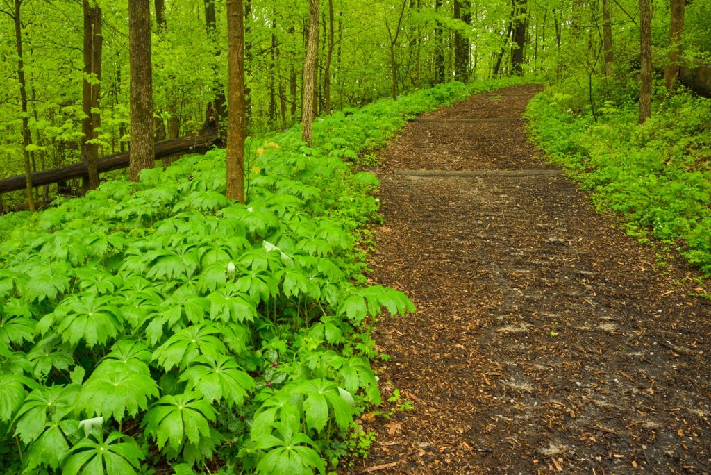 Indiana Dunes Trail
