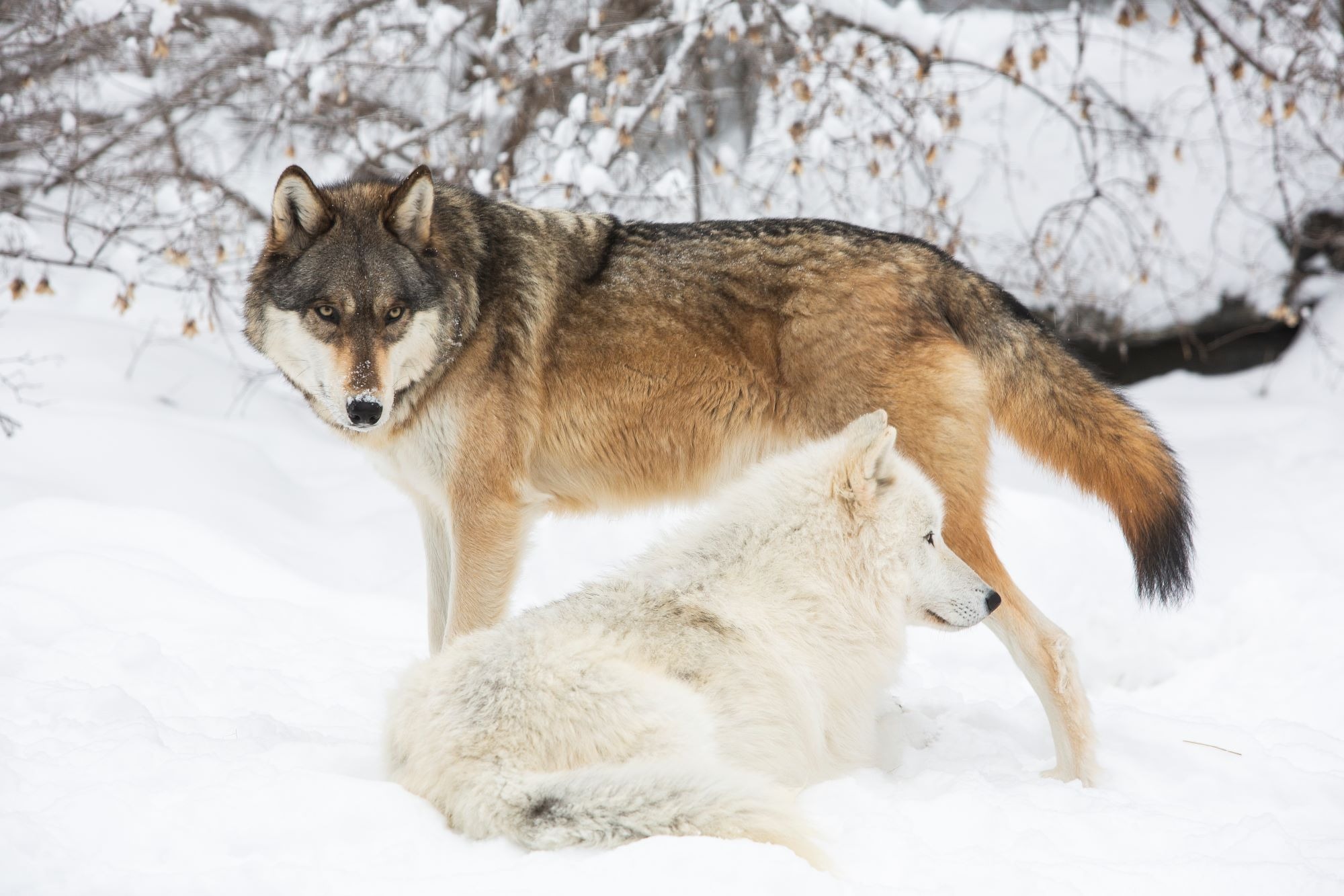 Wolf Pack
