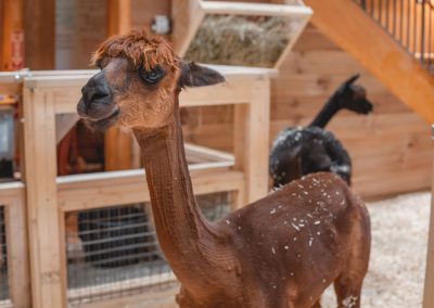 What’s New at the Zoo: The Toledo Zoo & Aquarium is Open!