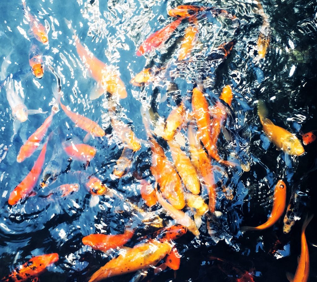 Anderson Koi Pond