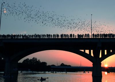 16th Annual Bat Fest