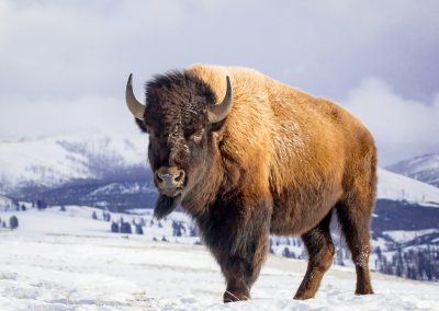 Winter in Yellowstone