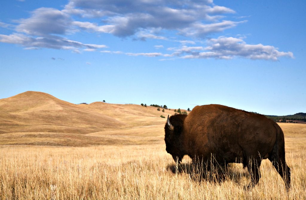 Custer Buffalos