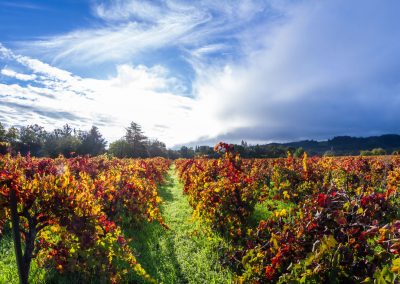 21 U.S. Destinations to Visit in 2021: Calistoga, California