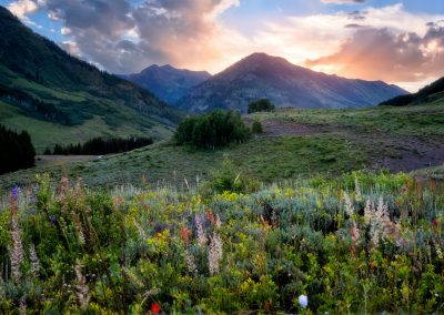 35th Annual Crested Butte Wild Flower Festival