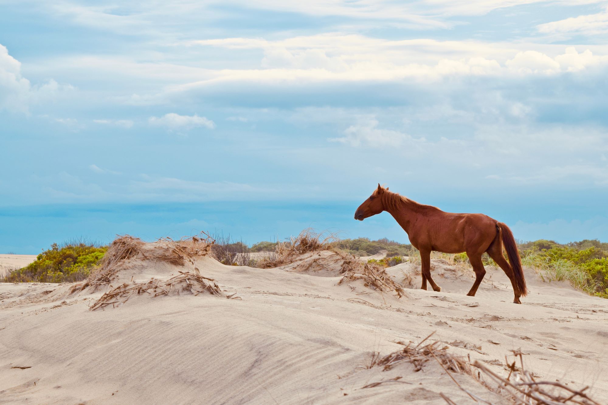 Corolla Horse