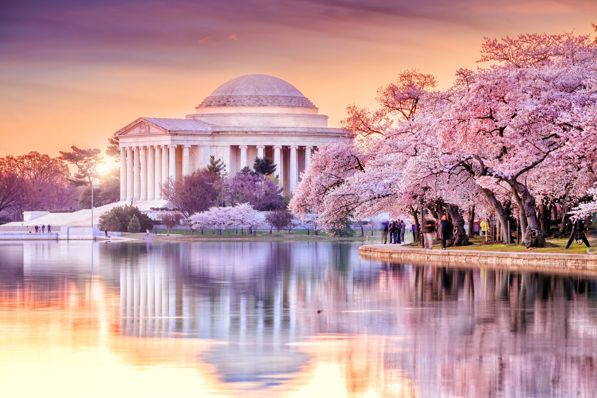 DC Cherry Blossoms