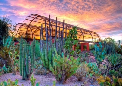 Visiting the Desert Botanical Garden in Phoenix