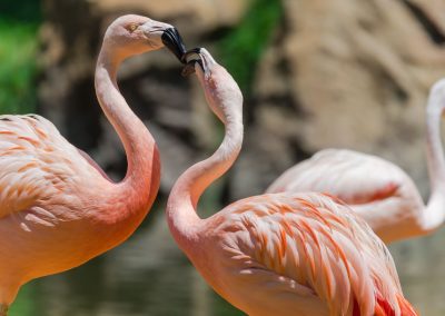Experience the Houston Zoo