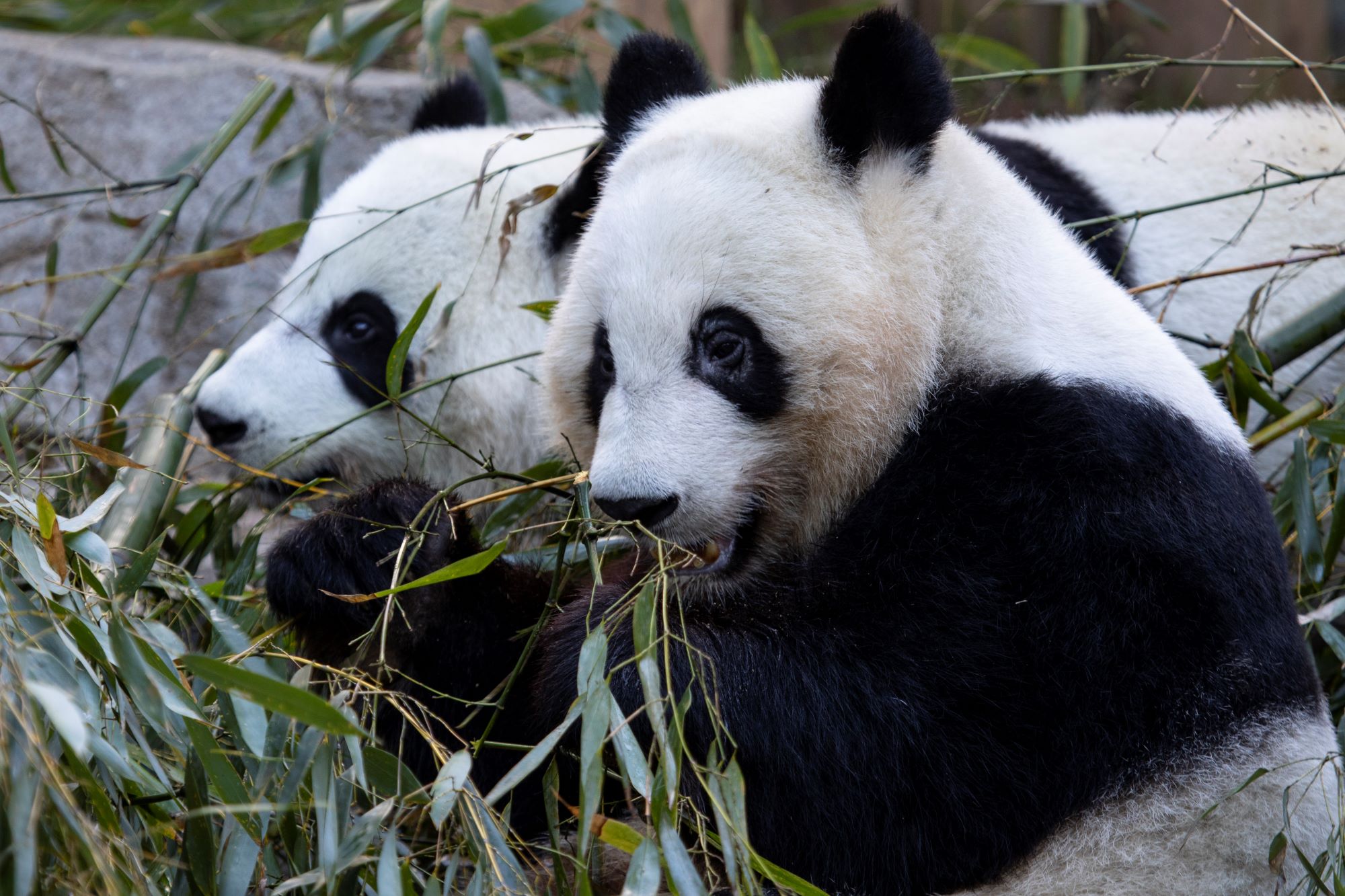 Giant pandas Ya Lun and Xi Lun_Zoo Atlanta 2