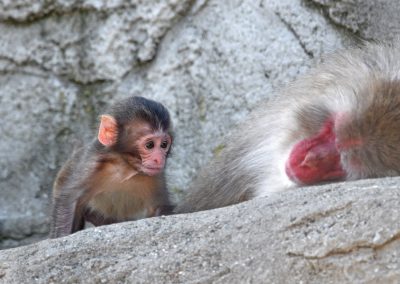 What’s New at the Zoo: The Detroit Zoo is Now Open!