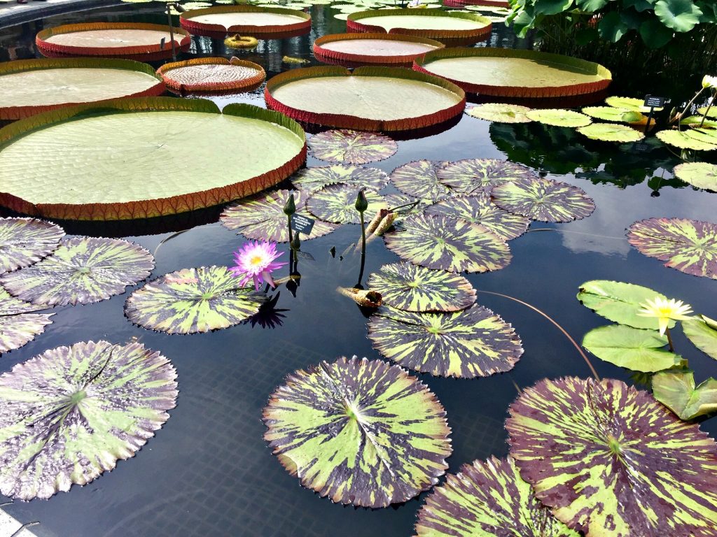 Longwood Gardens Lily Pads