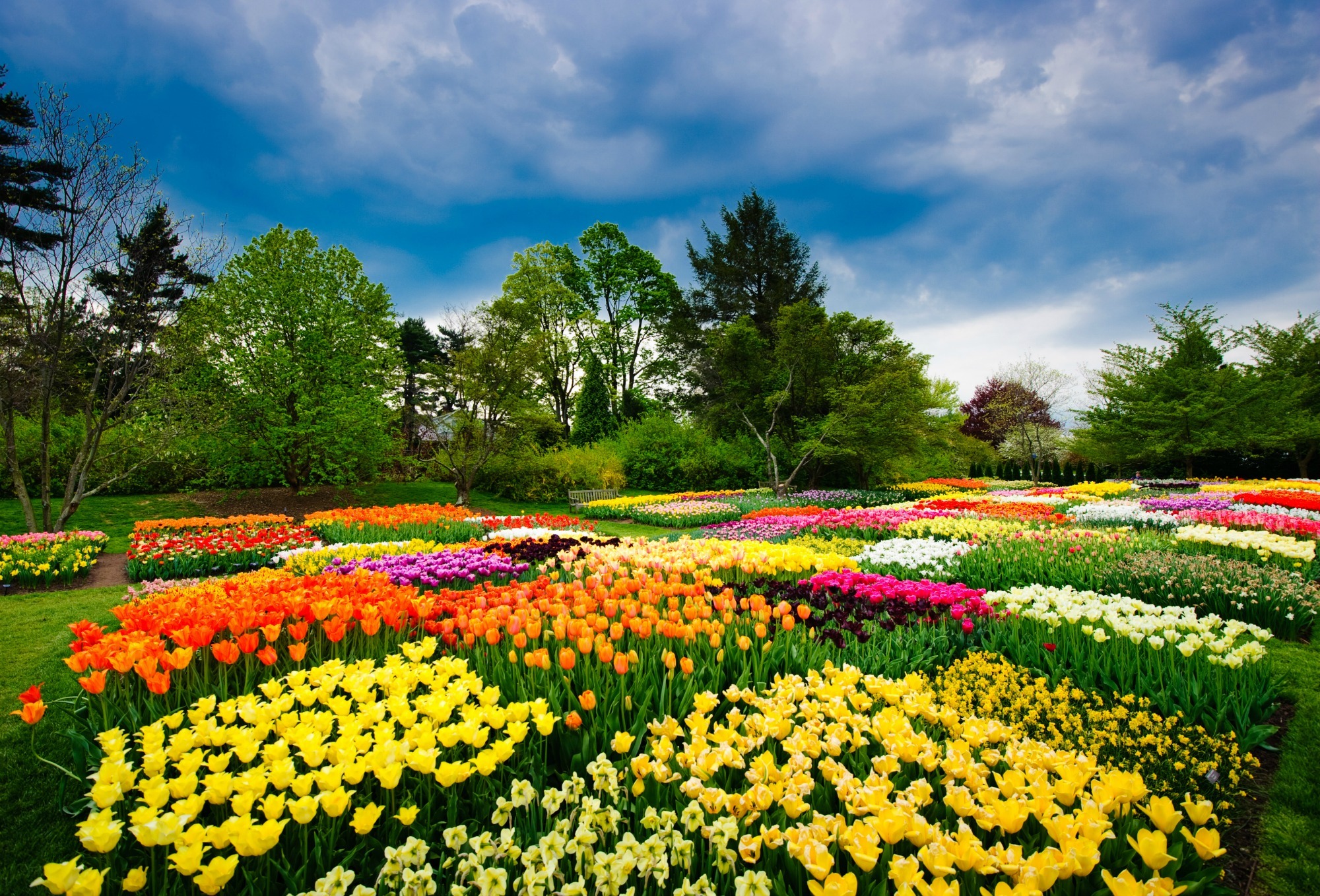 Longwood Tulips Longwood Tulips