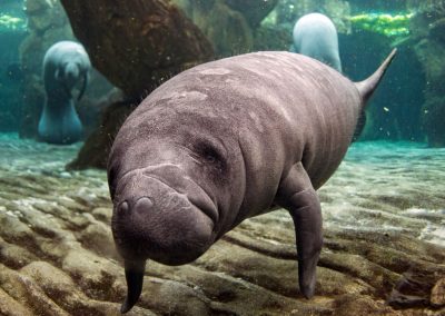 Swim, Paddle, and Snorkel with Manatees