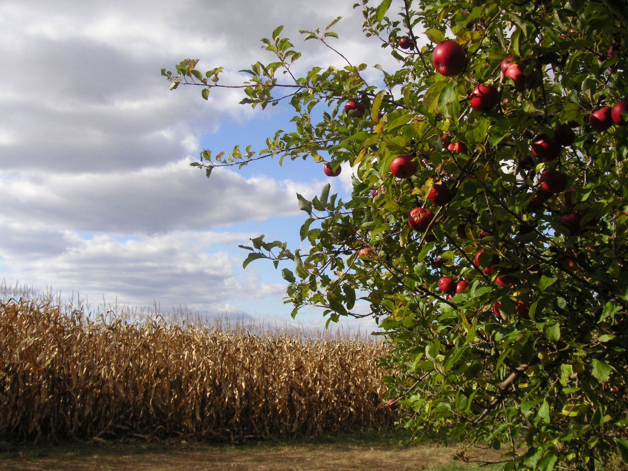 Michigan Apples