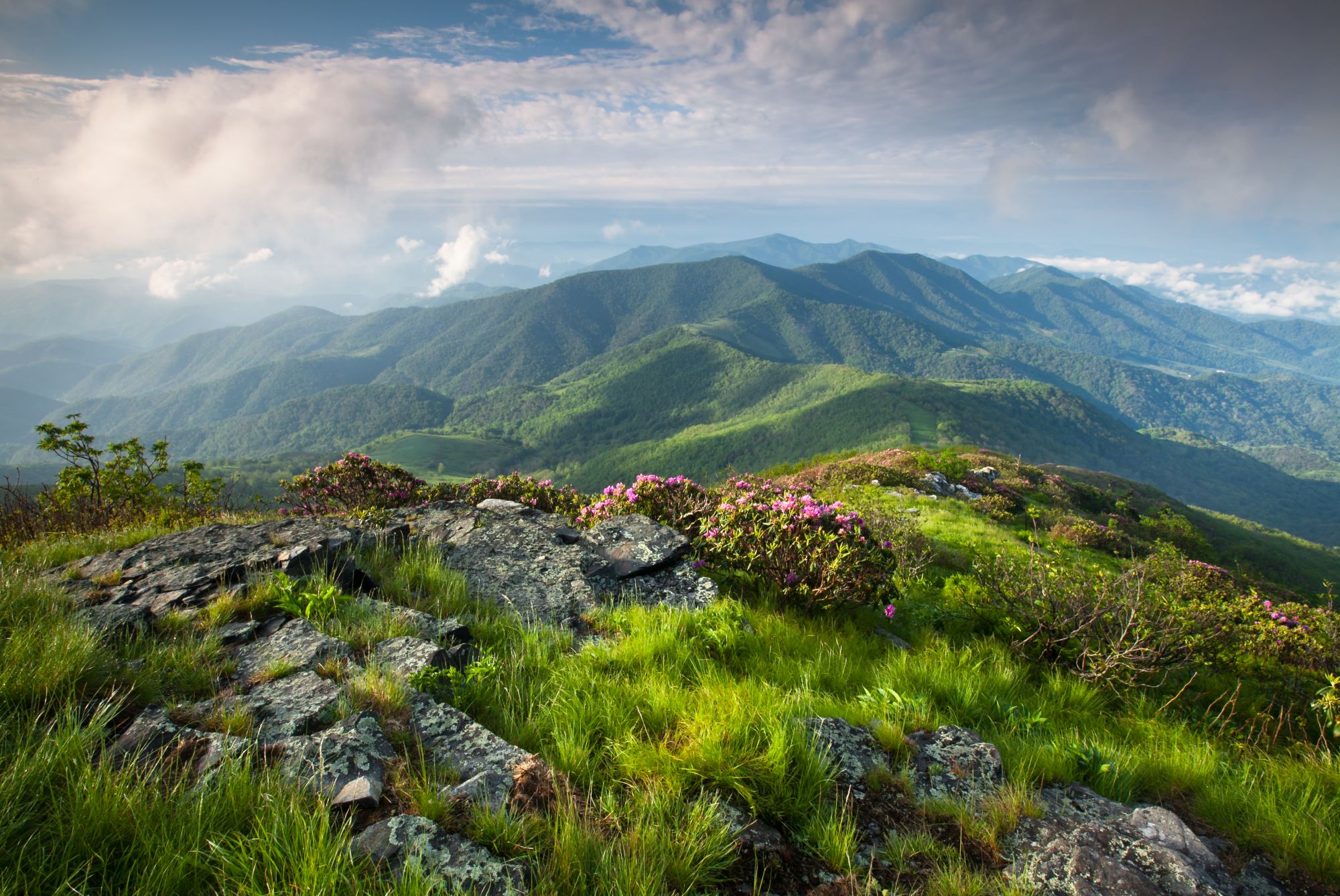 NC Landscape