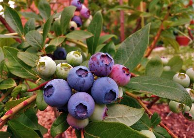 34th Annual Red White & Blueberry Festival – Hammonton, NJ