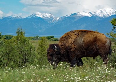 Five Amazing Day Trips: Montana