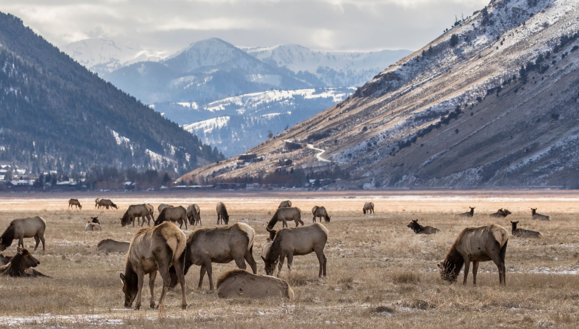 National Elk Erfuge