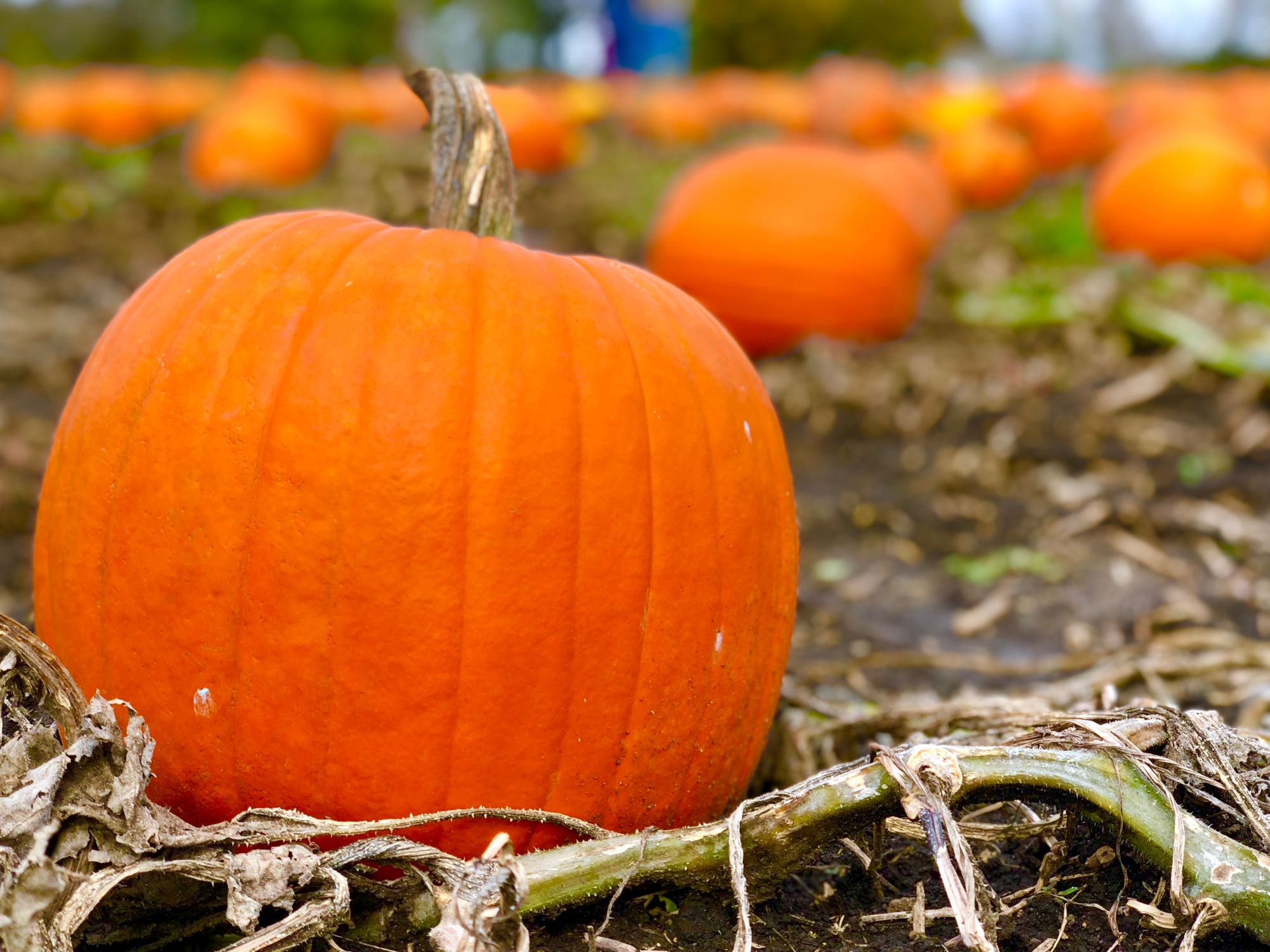 Pumpkin Patch