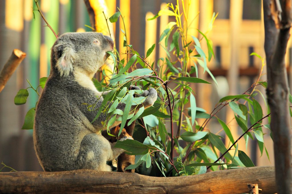 San Diego Koala