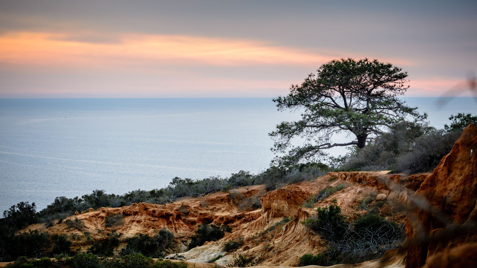 San Diego – Lone Torrey Pine (Shutter)