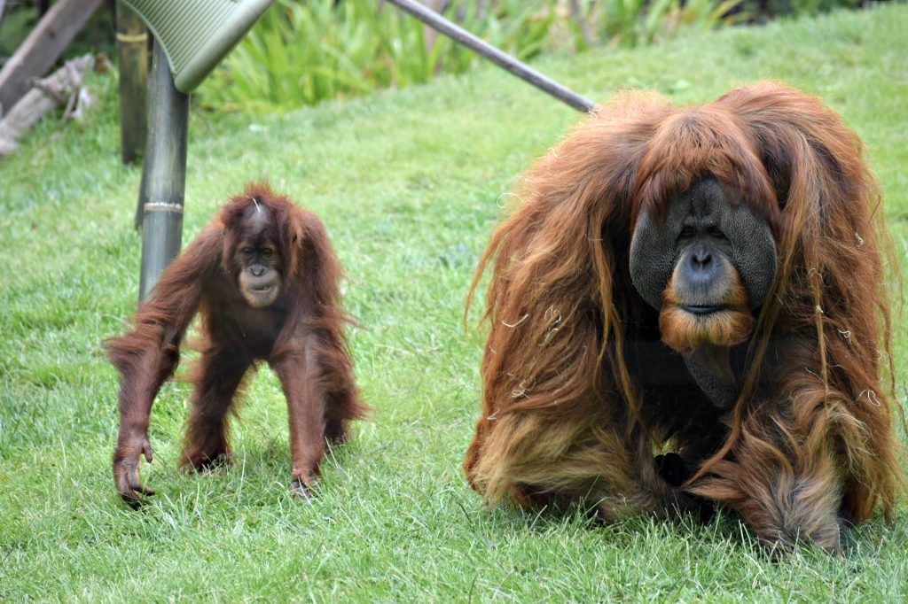 SD Oragutan