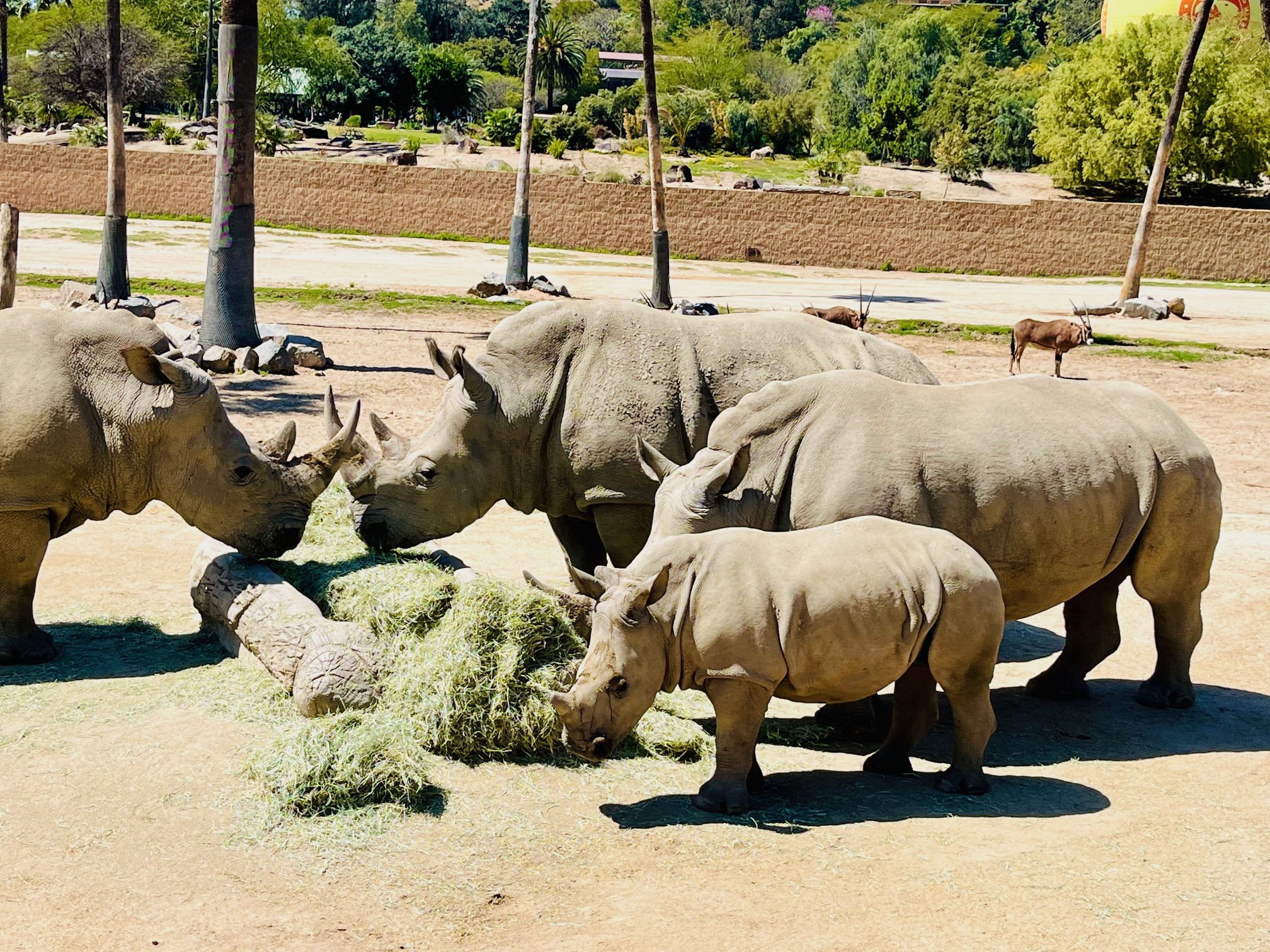 San Diego – Safari Park Rhinos (CIO)
