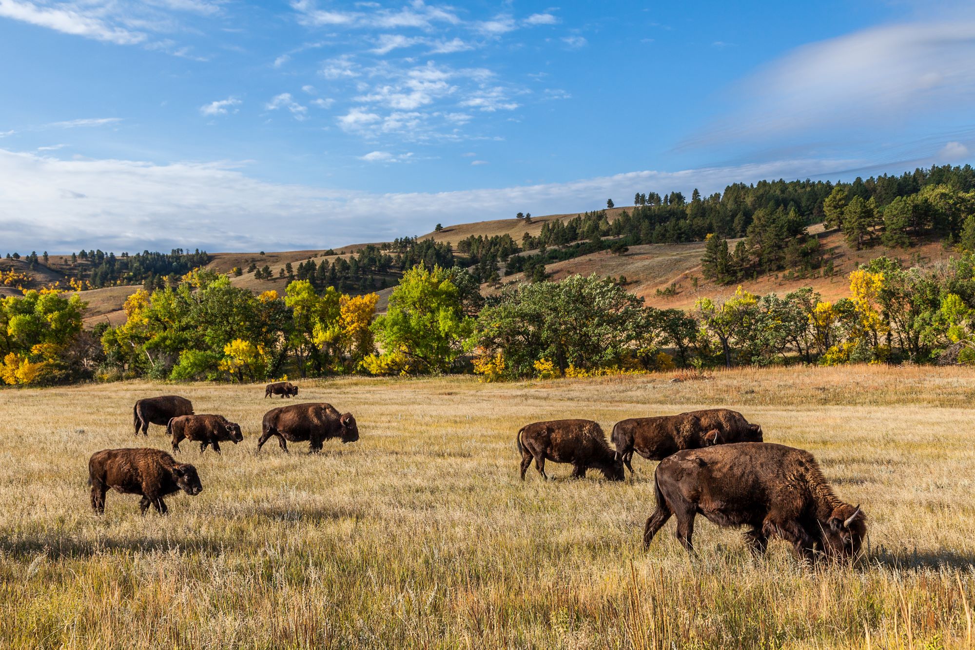 South Dakota Buffalo