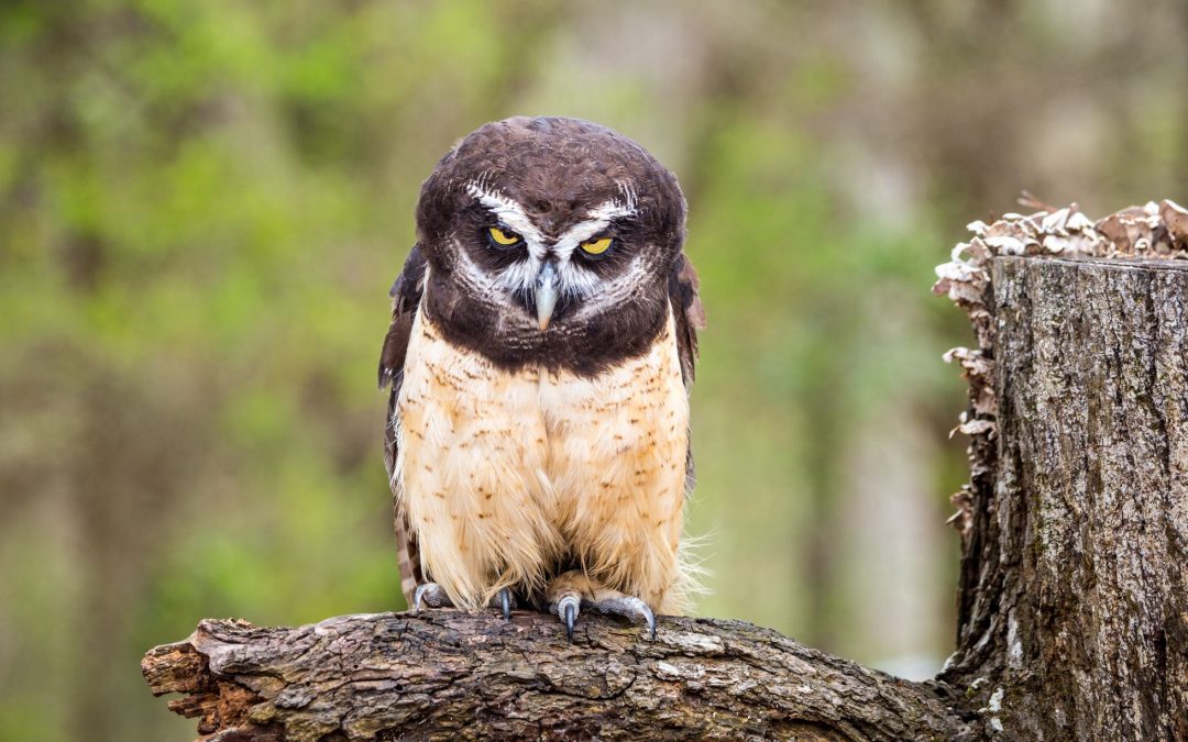 Visiting the Carolina Raptor Center