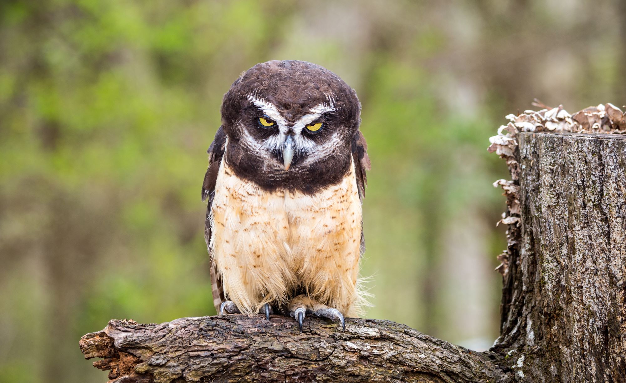 Spectacle Owl