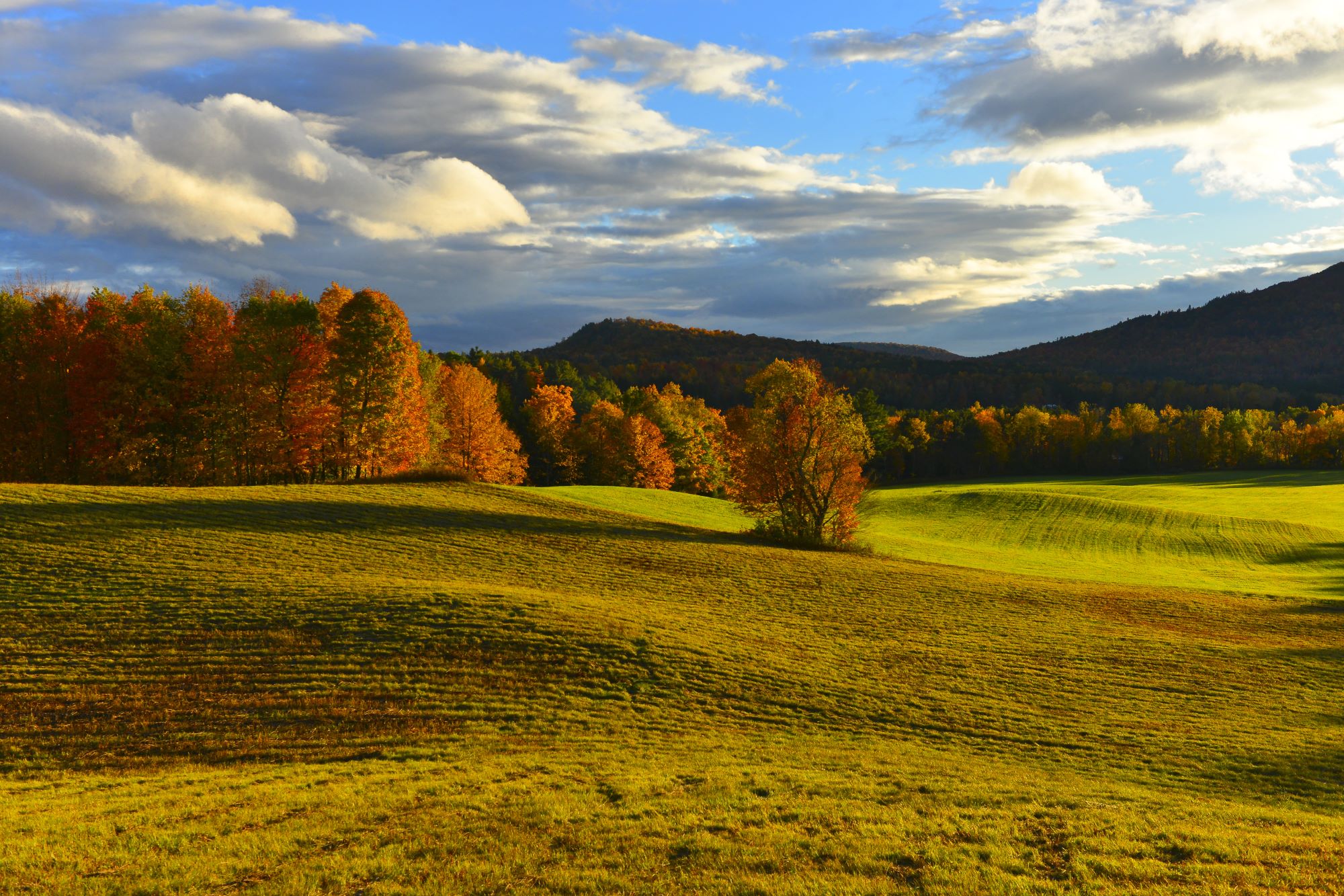 Vermont Meadow