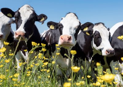 39th Annual Dairyfest 2020 – Wisconsin