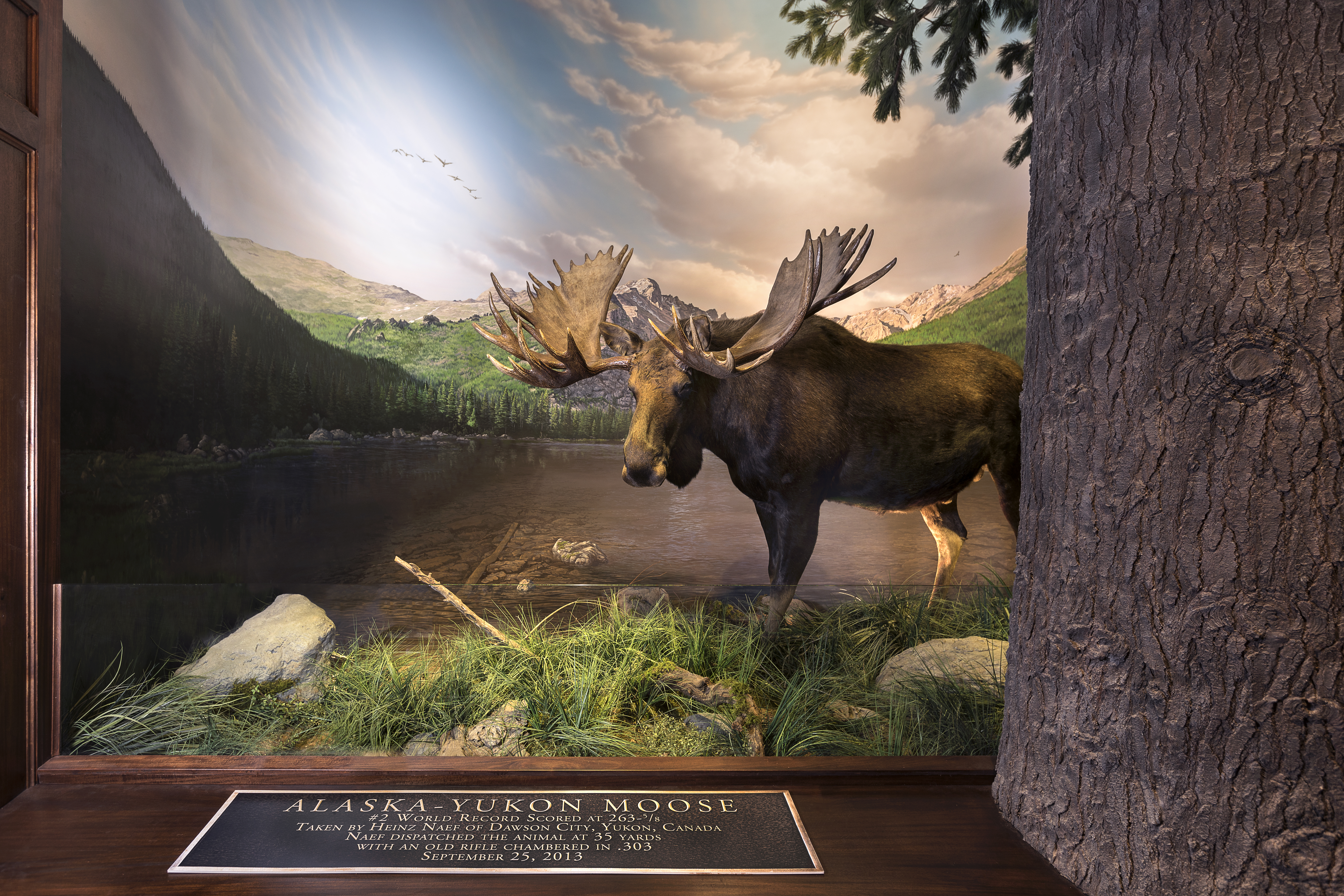 Wonders of Wildlife - Rocky Mountain moose Wonders of Wildlife Moose