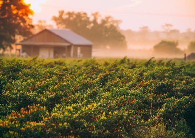 A Tour of Avery Island, Home of Tabasco