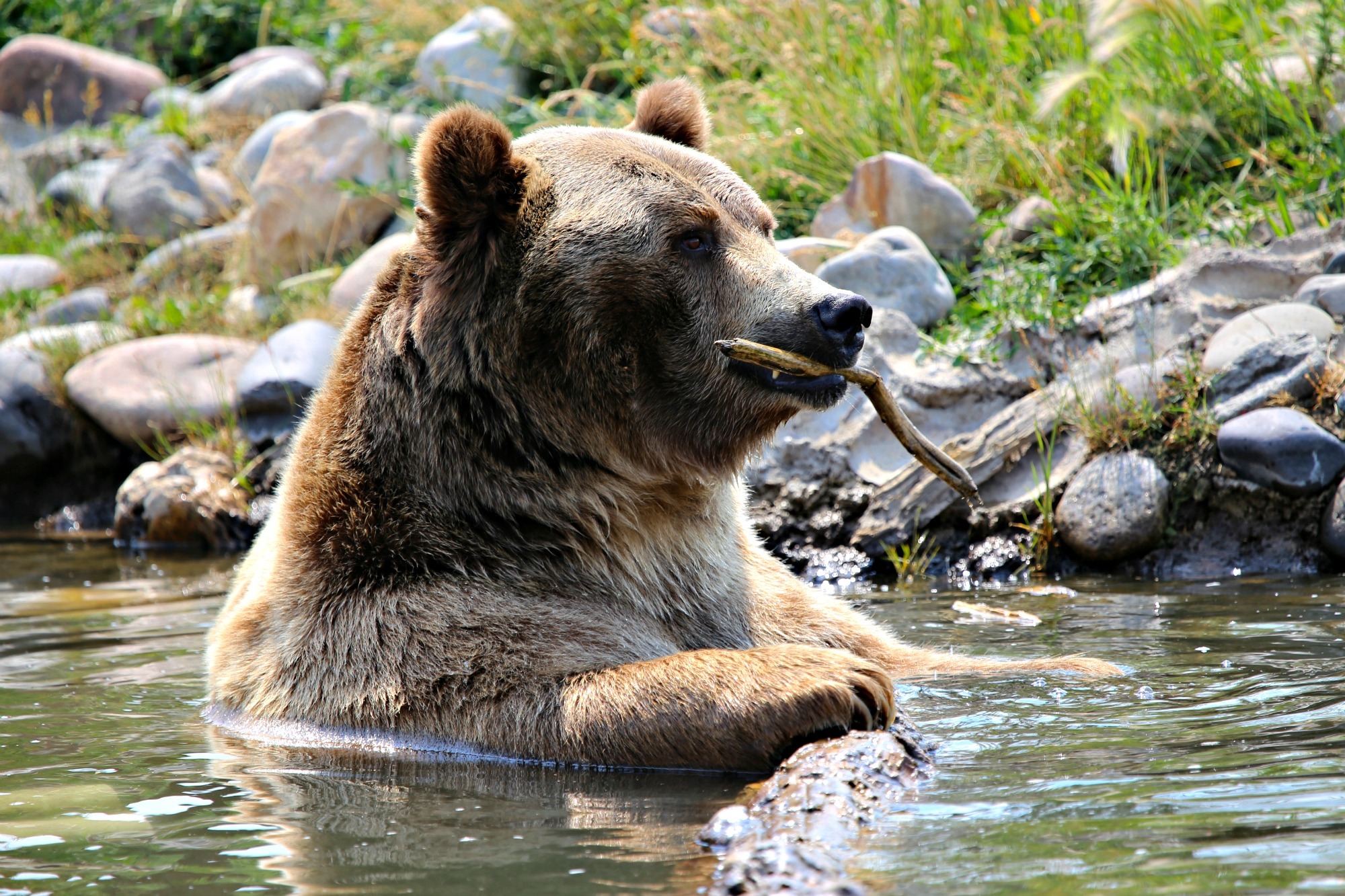 Zoo Montana Bear