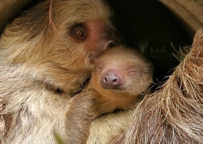 What’s New at the Zoo: The Roger Williams Park Zoo is Open!